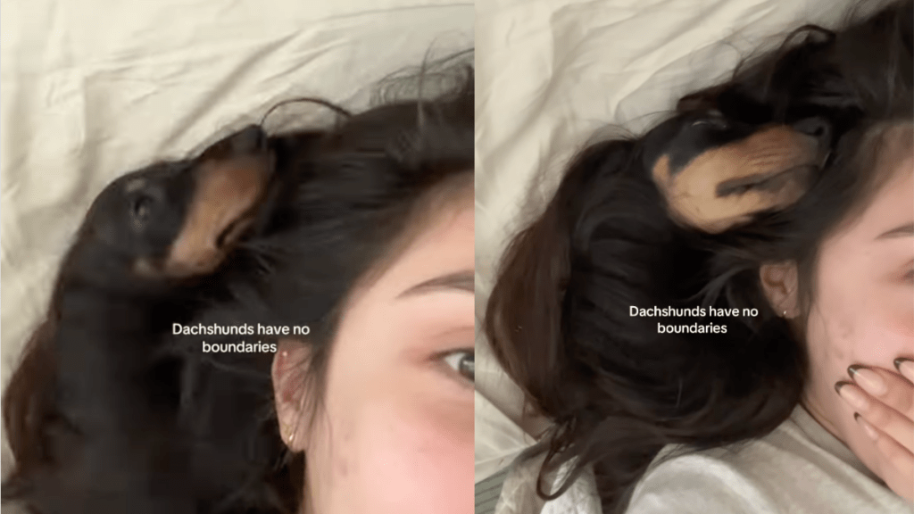 Mini Dachshund burrowing in Owner's hair.