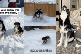 Dogs howling together.
