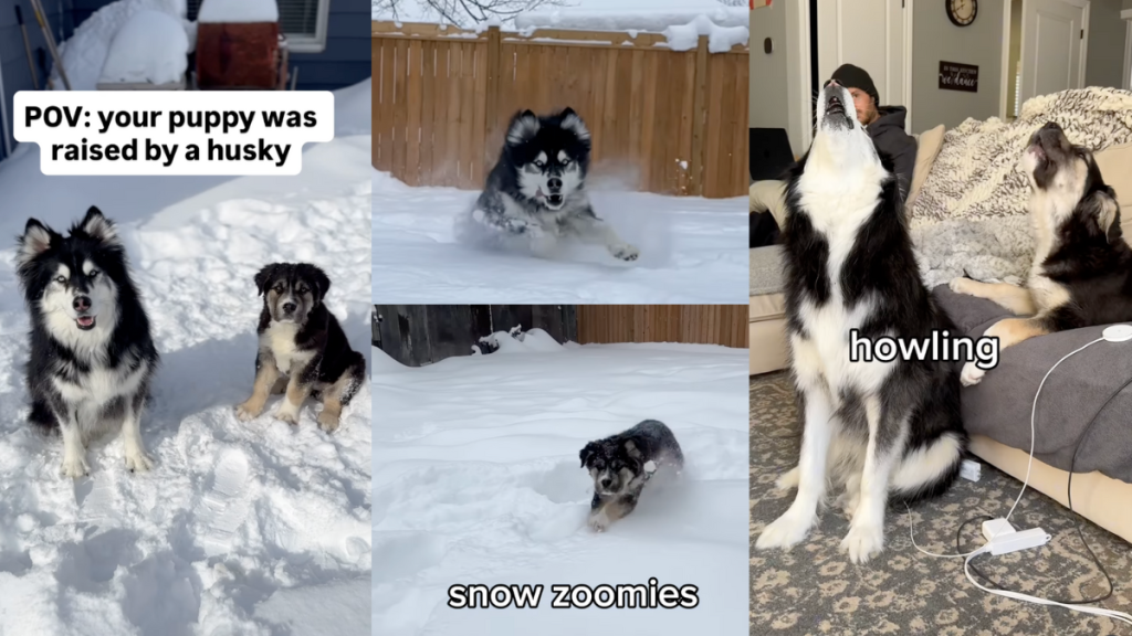 Dogs howling together.