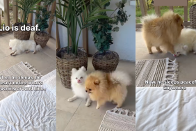 Pomeranian Matti wakes up his deaf sibling Lio.