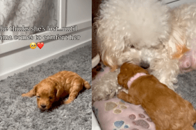 Puppy and Mom.