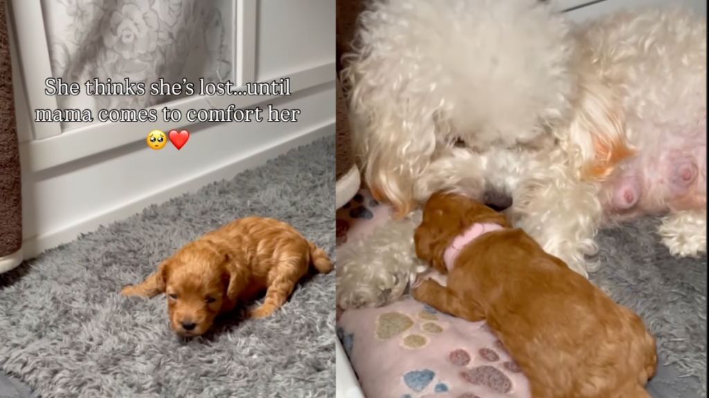 Puppy and Mom.