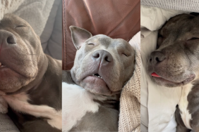 Dog snoring.