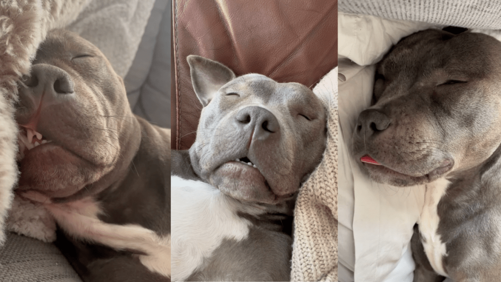 Dog snoring.