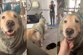Golden Retriever as a Labubu.