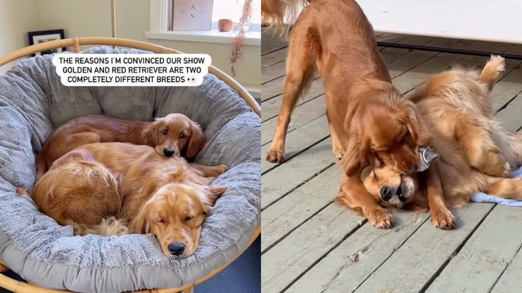 Owner shares key differences between Golden Retriever siblings in video