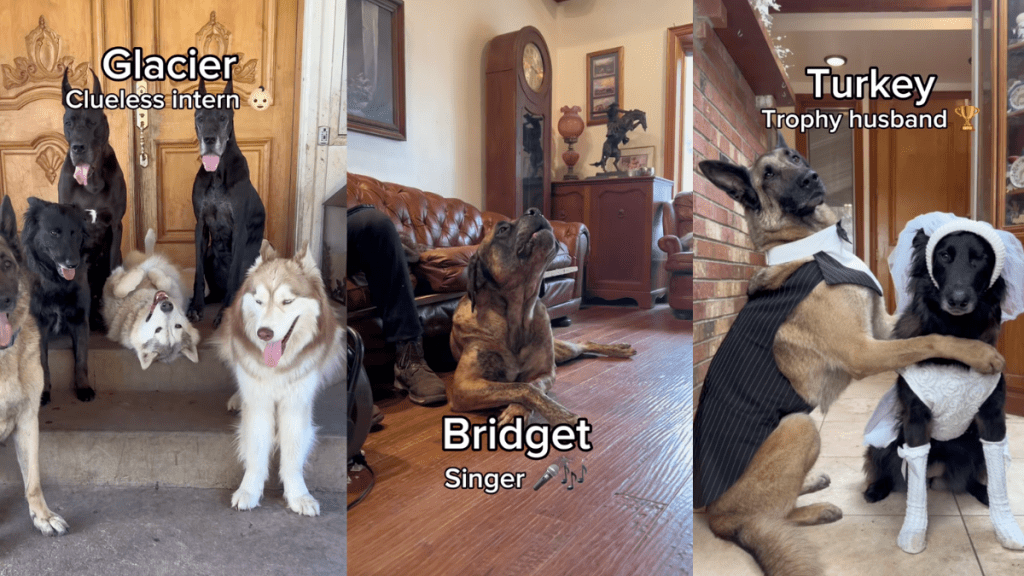 14 dogs and their potential jobs.