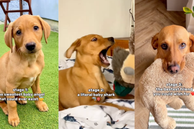 Three stages of owning a Labrador