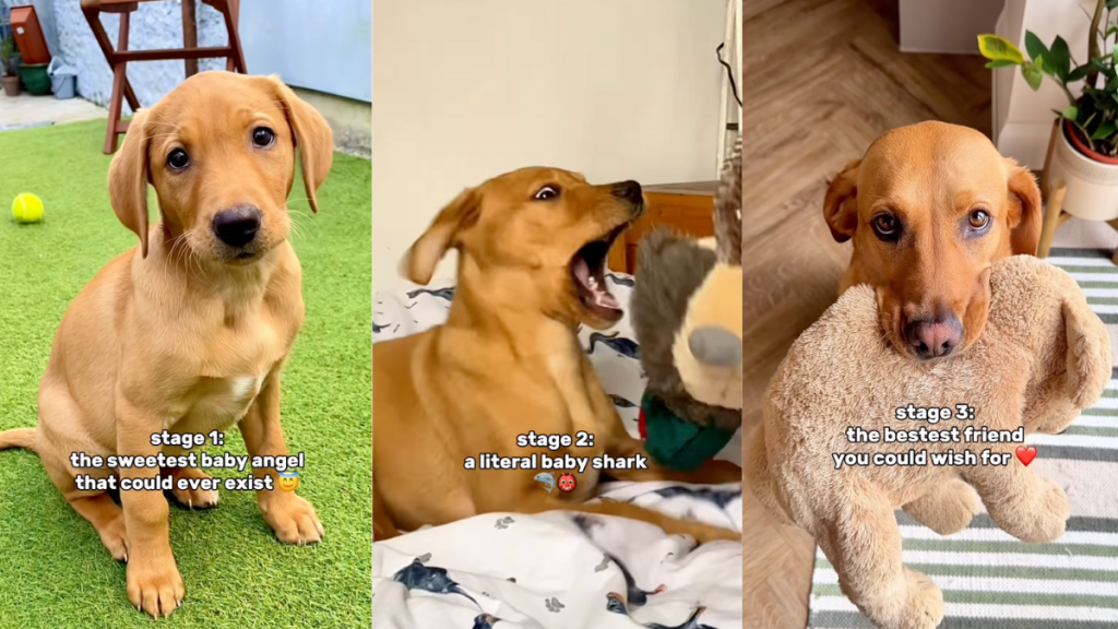 Three stages of owning a Labrador