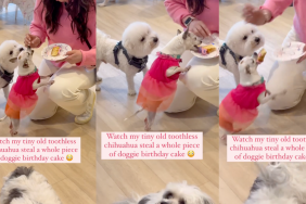 Chihuahua Pennt steals a whole slice of cake.