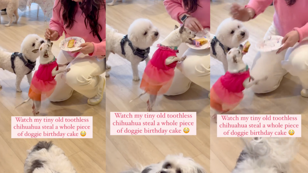 Chihuahua Pennt steals a whole slice of cake.