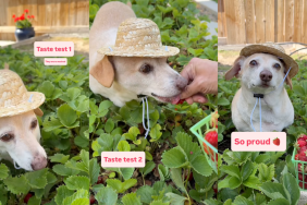 Rescue dog picking strawberries