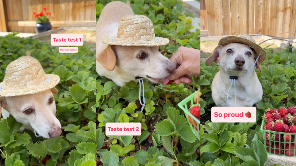 Rescue dog picking strawberries
