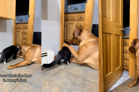 Cat shuts the door in dog's face