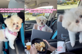 Dog enjoying a taco after groomer's appointment