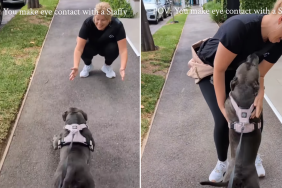 staffy video