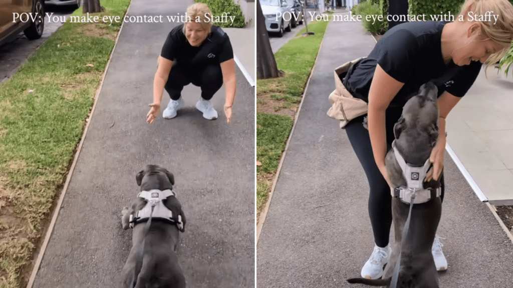 staffy video