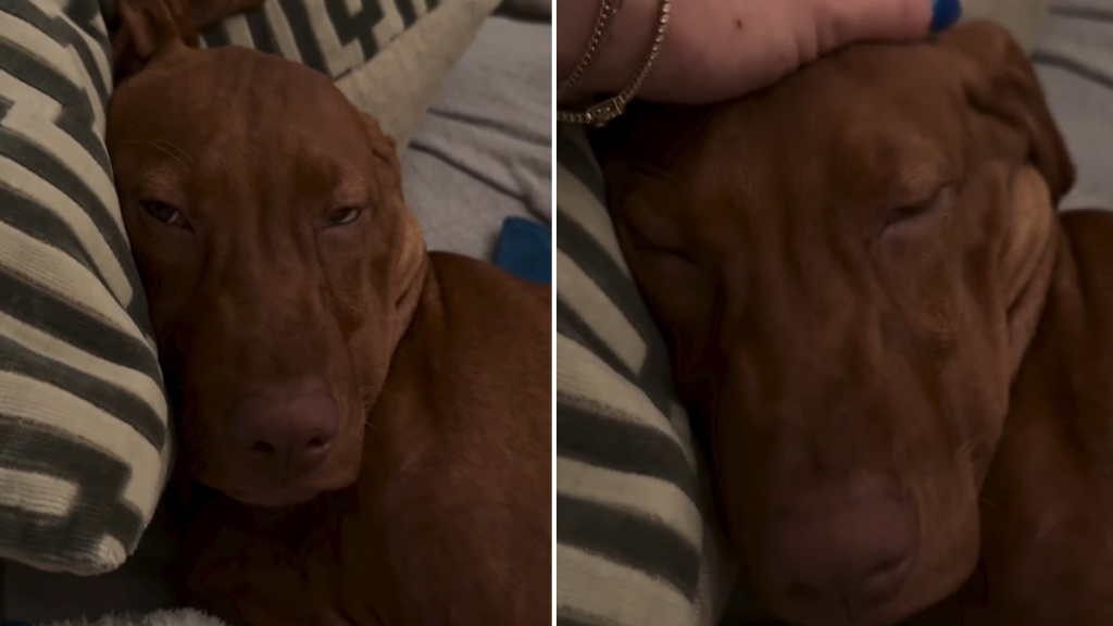 vizsla puppy tired video
