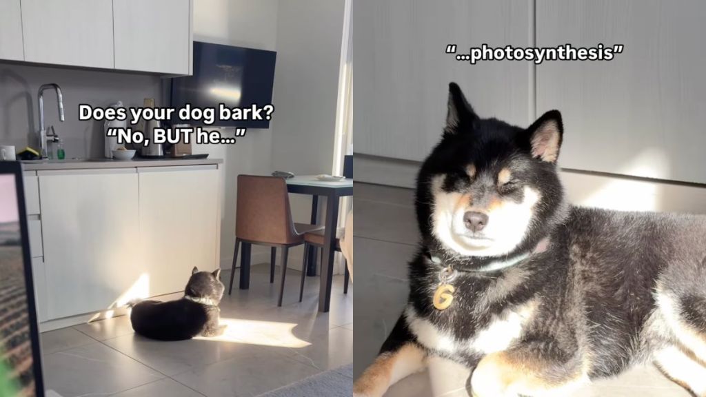 Shiba Inu loves to find sunny spots for himself at home