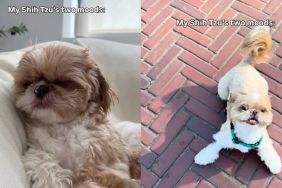 Shih Tzu only has two moods in hilarious video