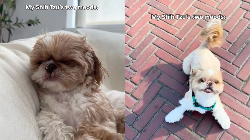 Shih Tzu only has two moods in hilarious video