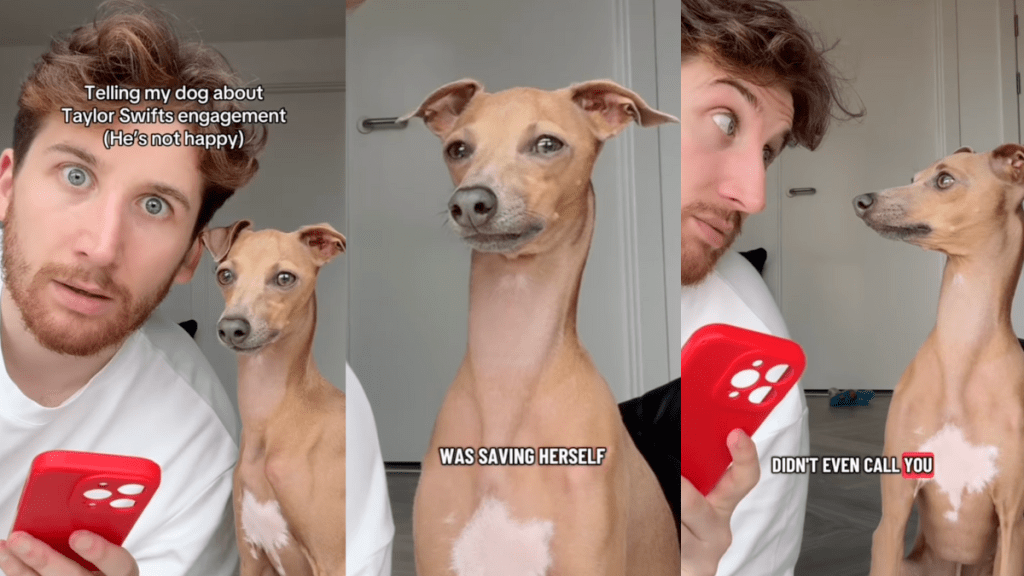 Italian Greyhound reacts to Taylor Swift's engagement.