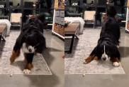 Bernese Mountain Dog dance video