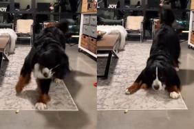 Bernese Mountain Dog dance video