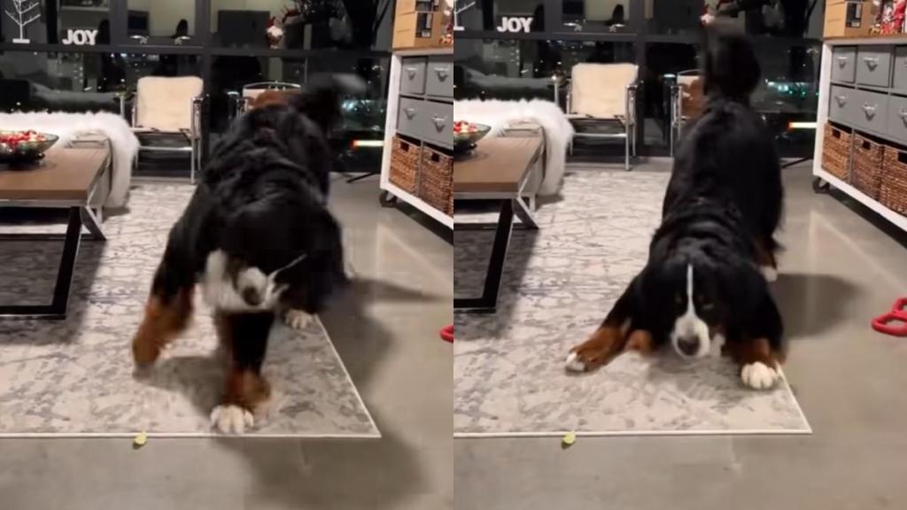 Bernese Mountain Dog dance video