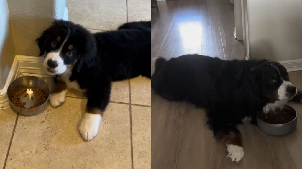 Bernese Mountain Dog video