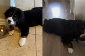 Bernese Mountain Dog video