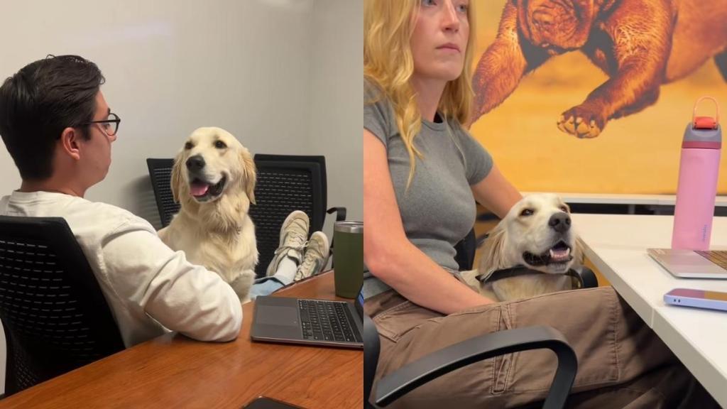 Video: Golden Retriever Blends Well Within Corporate Setting & Even Has a Title