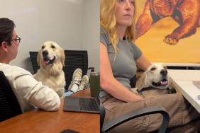 Video: Golden Retriever Blends Well Within Corporate Setting & Even Has a Title