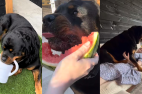 Rottweiler jobs video