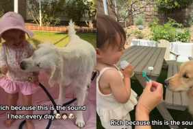 Toddler Golden Retriever video