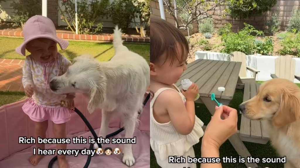 Toddler Golden Retriever video
