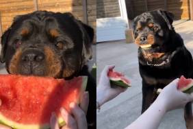 Rottweiler watermelon video
