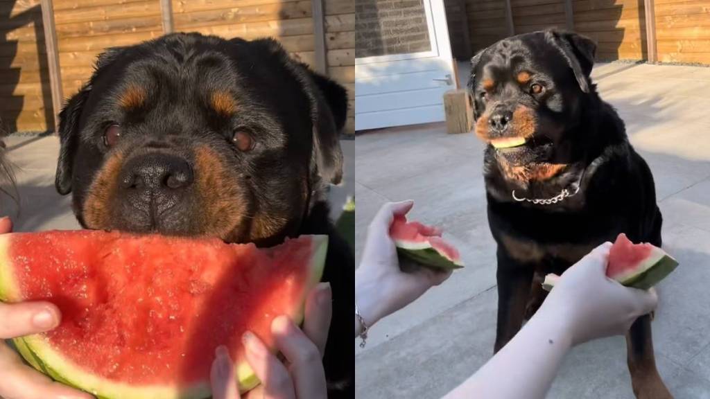 Rottweiler watermelon video
