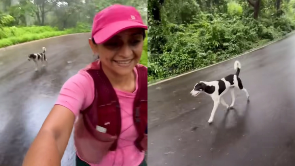 stray dog woman video