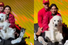 Golden Retriever slide video