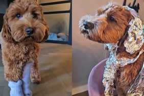 Labradoodle video