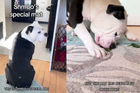 adorable dog video