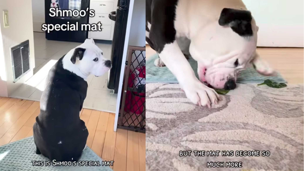 adorable dog video