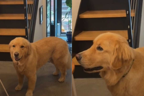 Adorable dog video