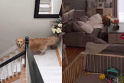 Adorable dog video