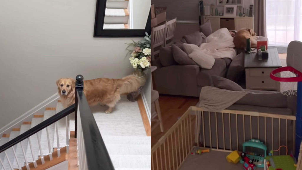 Adorable dog video
