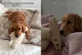 adorable dog video
