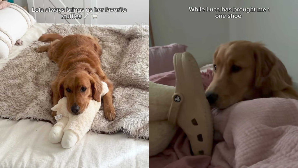 adorable dog video
