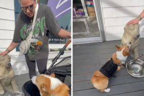 Corgi dog statue video