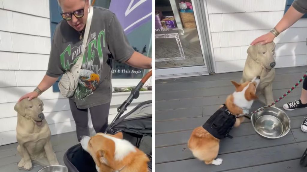 Corgi dog statue video